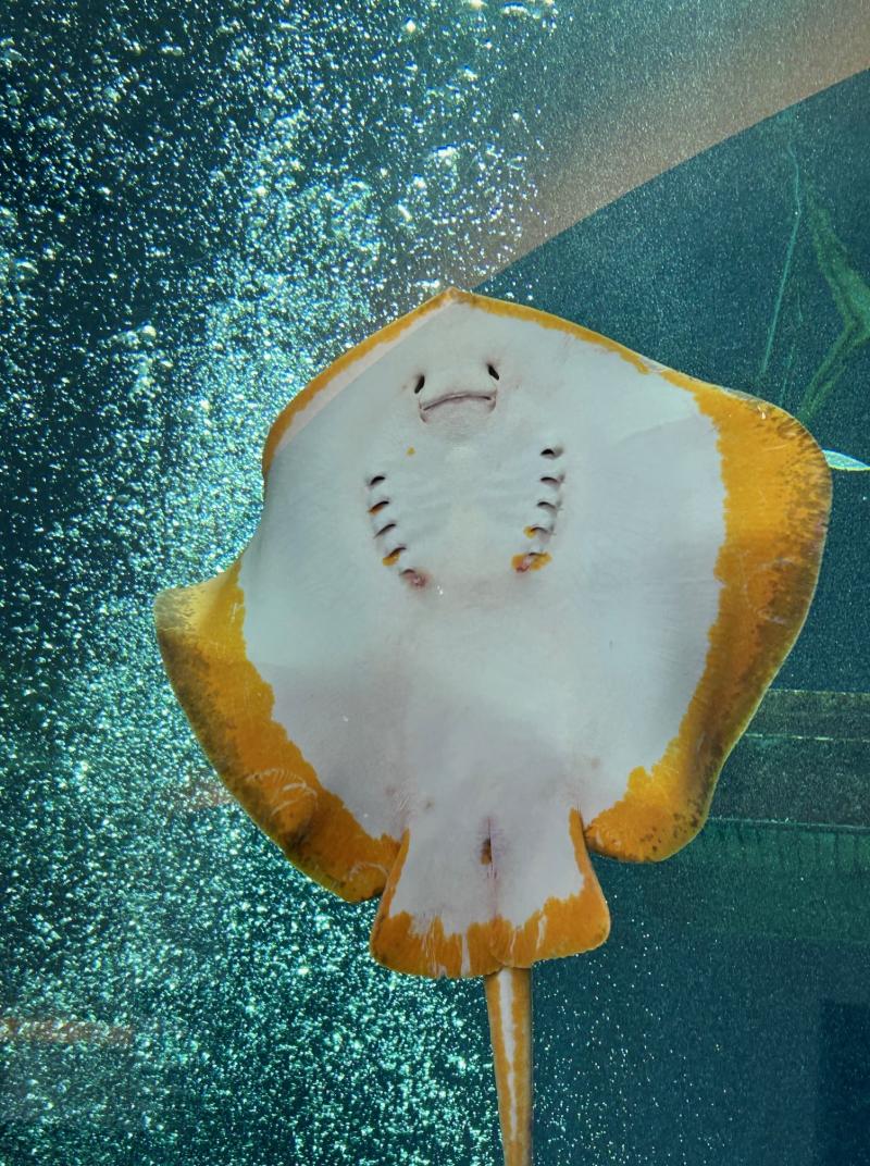 アカエイ