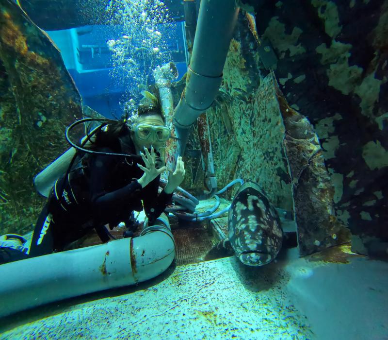 クエタマとゲストダイバー