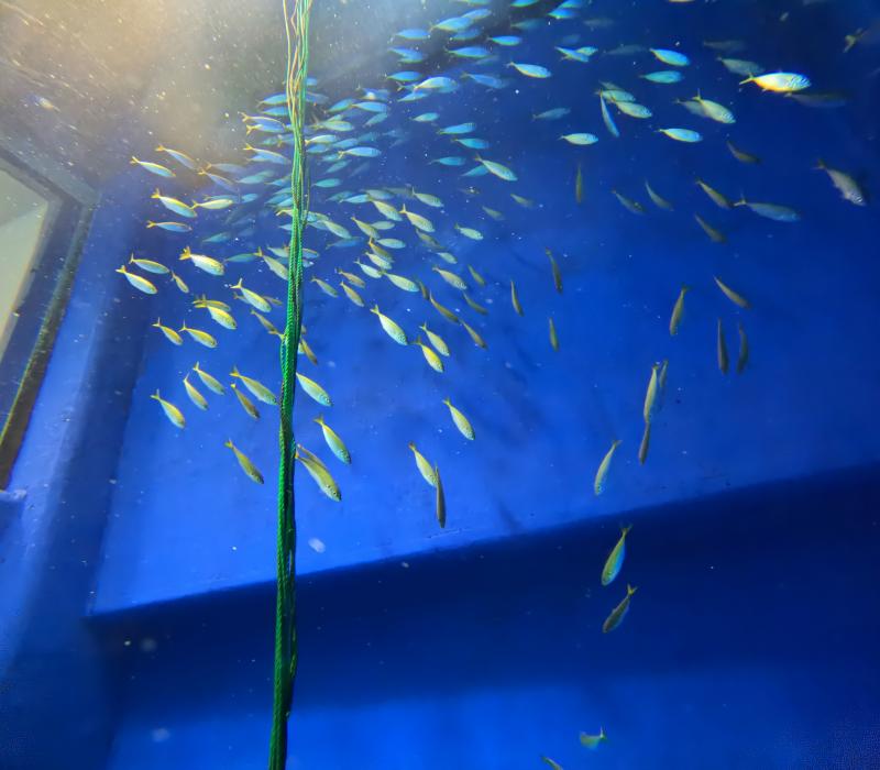 アジ増えました