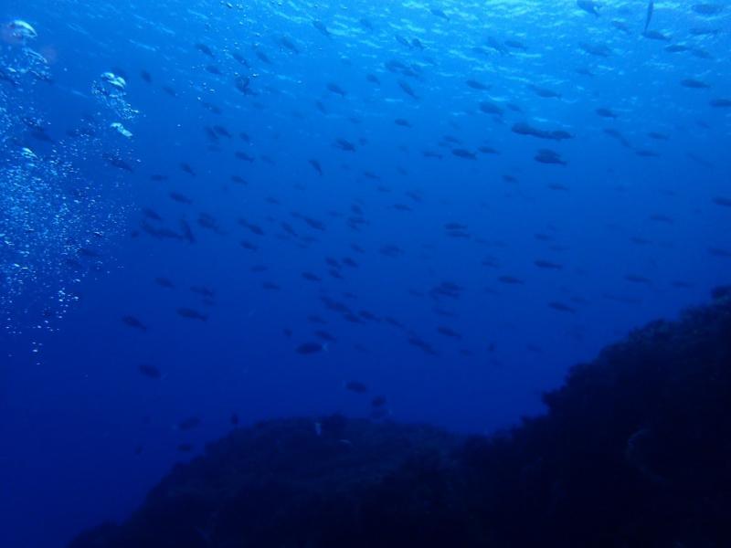 サニールール　伊豆大島青い海