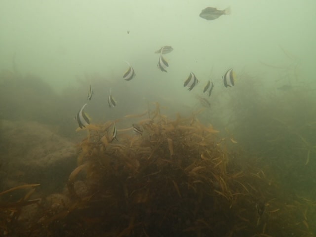 魚の幼魚の群れ　ハタタテダイやキタマクラオヤビッチャなど