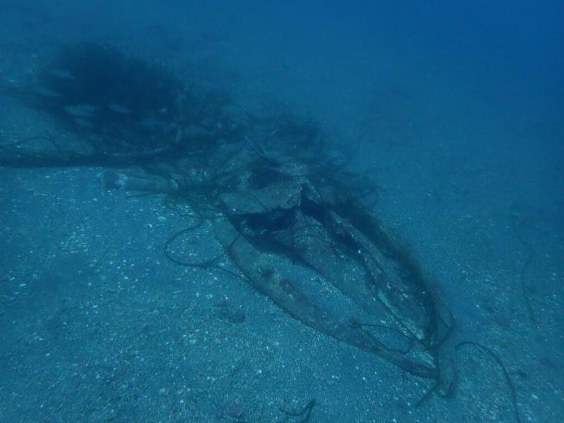 サニールール　水中に骨格！！