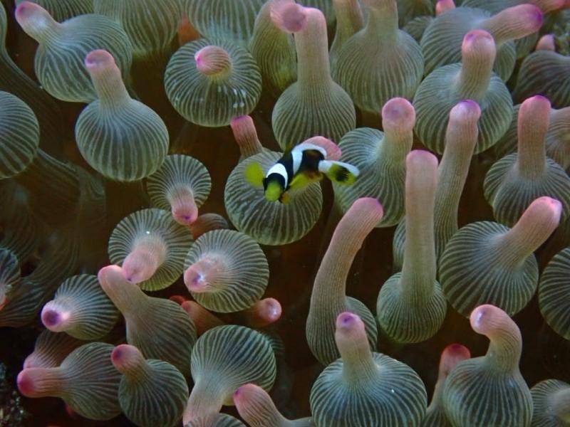 サニールール　クマノミ幼魚