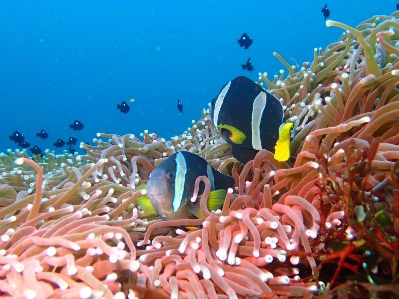 サニールール　季節来遊魚