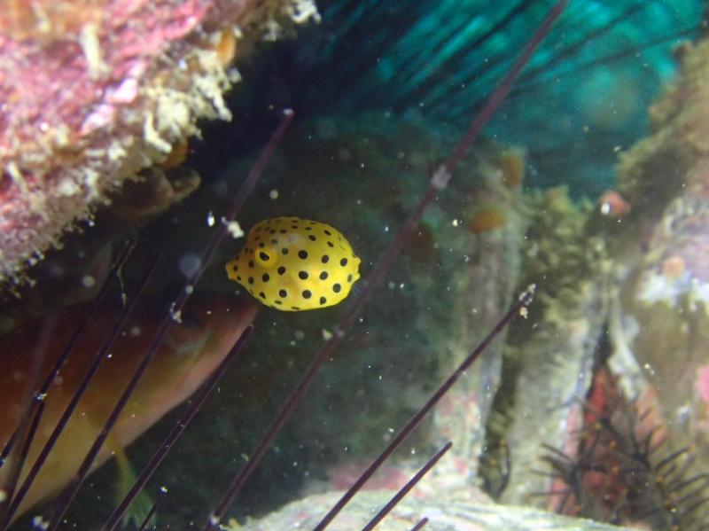 サニールール　ハコフグ幼魚