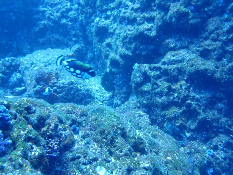 季節来遊魚のモンガラハギ