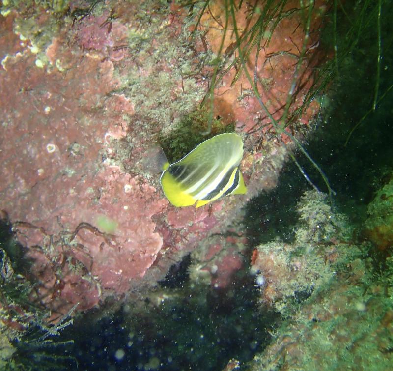 ヒレナガハギ幼魚