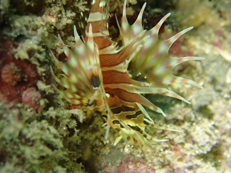 ミノカサゴ幼魚　カラフルで可愛い～