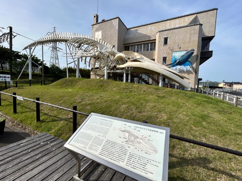 シロナガスクジラ骨格