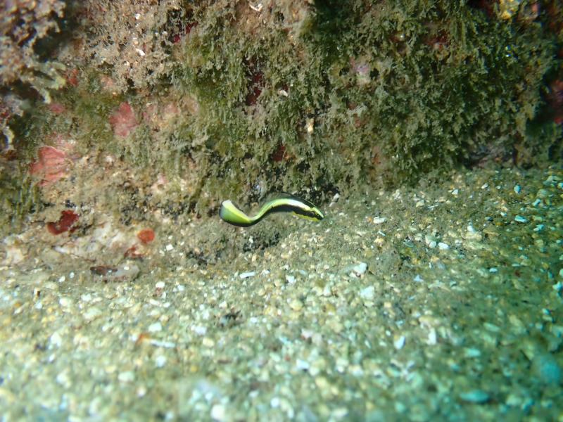 コロダイ幼魚