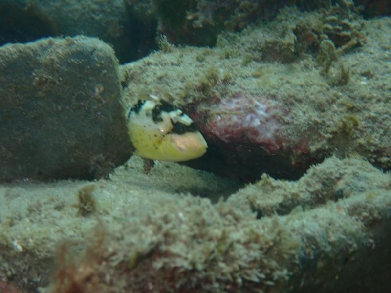 キヘリモンガラ幼魚