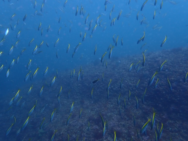 タカベの群れ