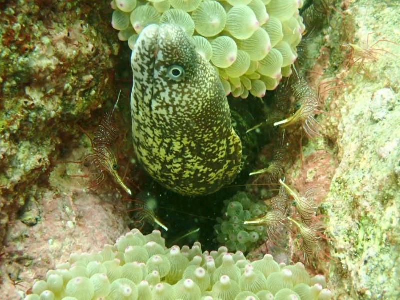 ウツボとサラサエビ