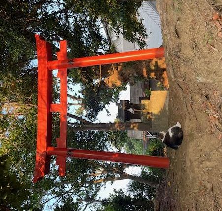 海辺には猫ちゃんが多い