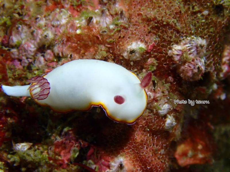 シラヒメウミウシ