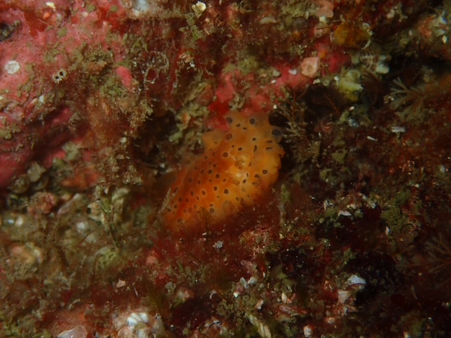 ヒメマダラウミウシ