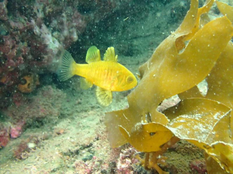 サニールール　クロイシモチ幼魚