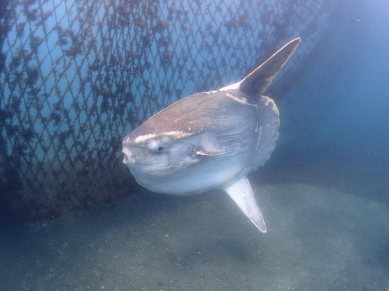 サニールール　マンボウ