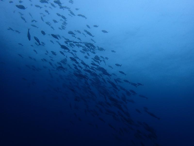 サニールール　魚の群れ