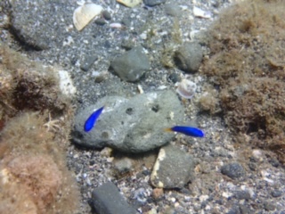 サニールール　夏の魚ソラスズメダイ