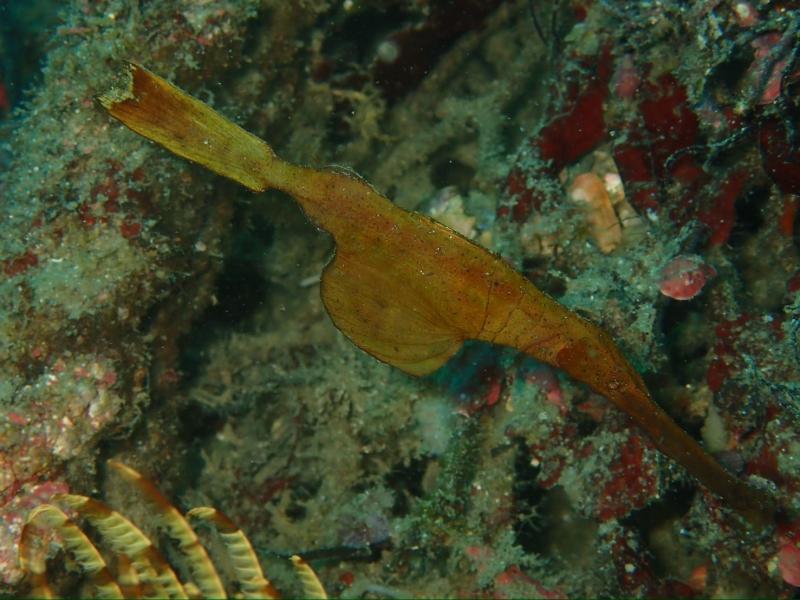 季節来遊魚　カミソリウオ