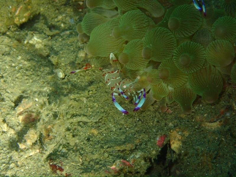 サニールール　イソギンチャクにも生物が！！