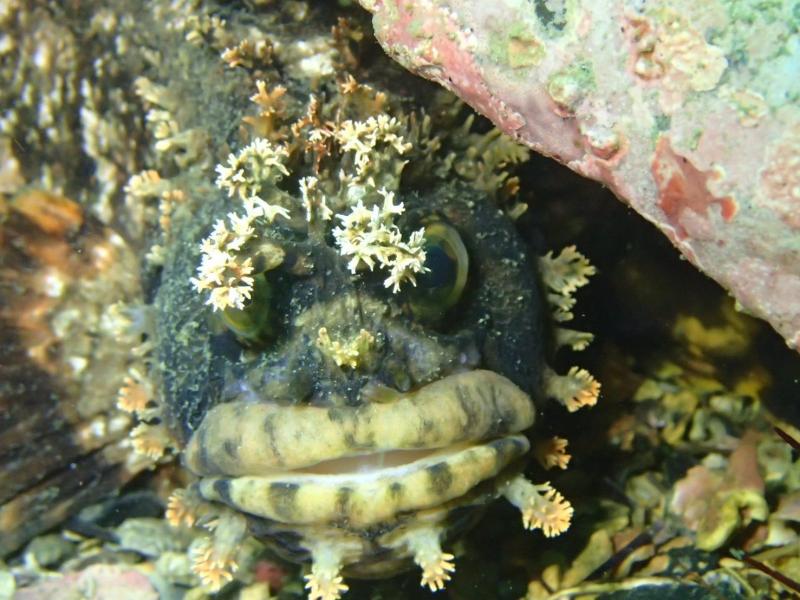 女川代表の生物～！！