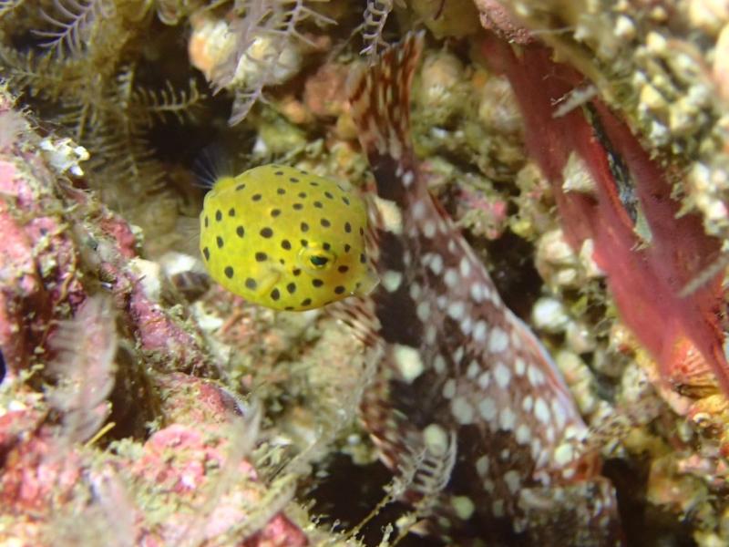 南国の生物も発見！！