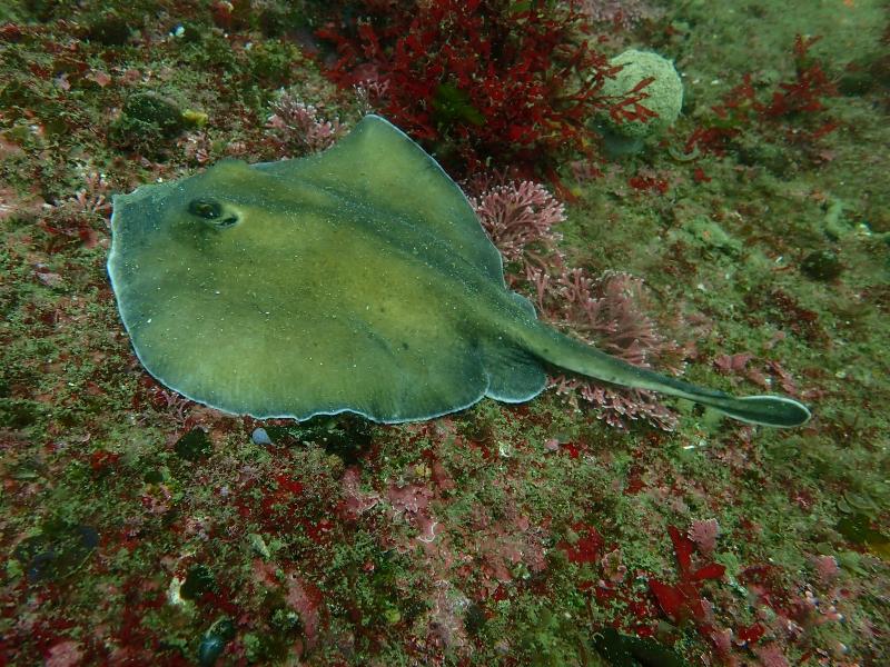 ヒラタエイ