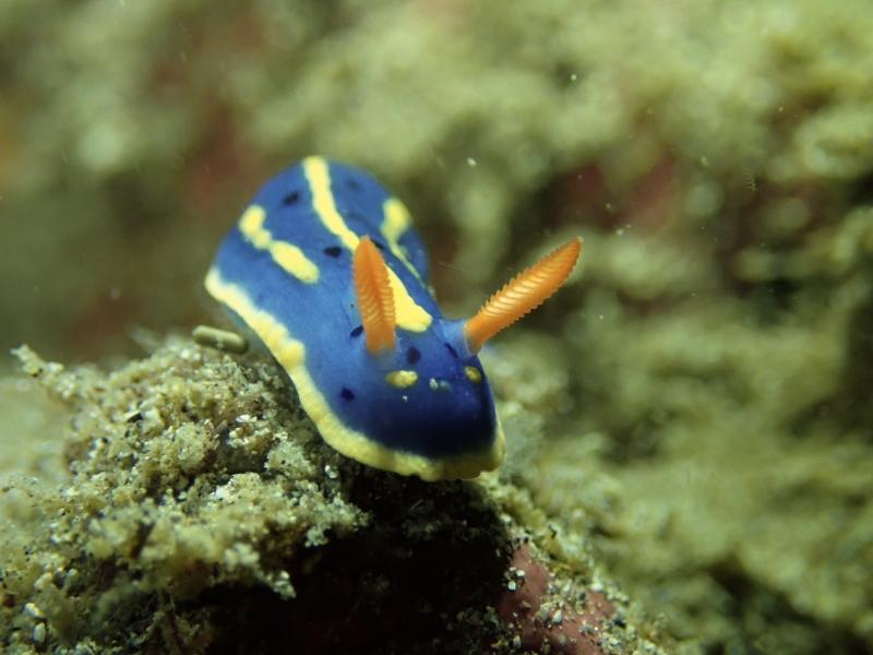 マクロ生物たーーーくさん！