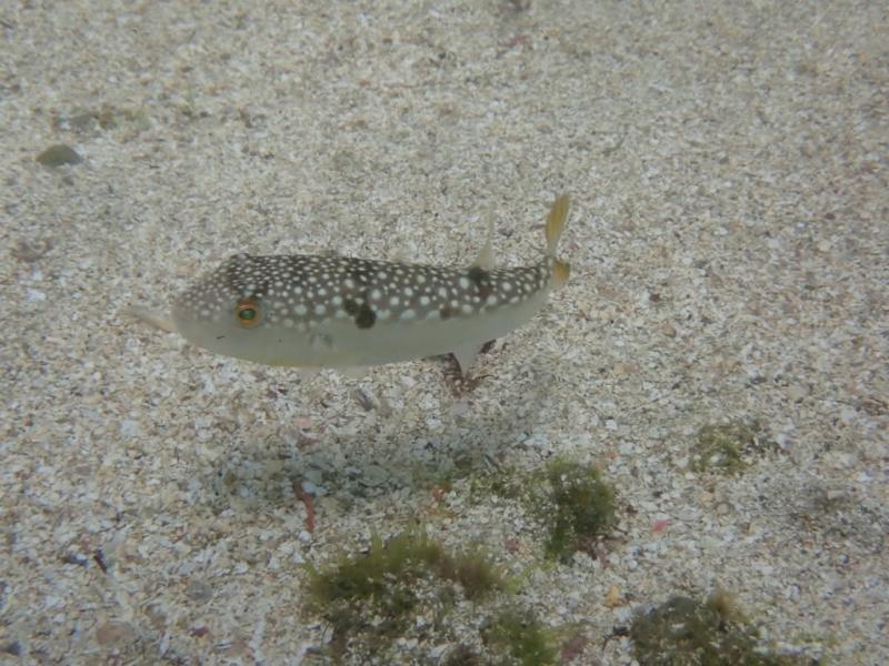 ショウサイフグ