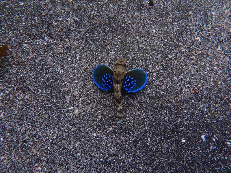 ホウボウ！！