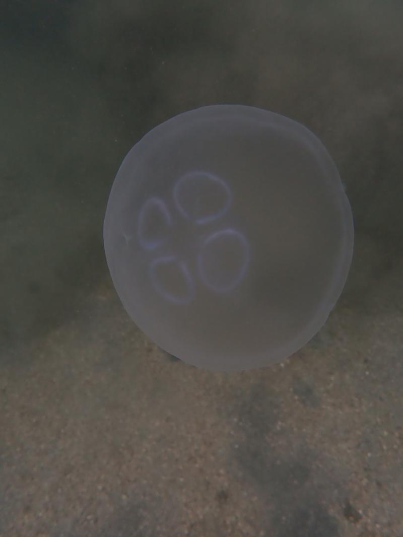 ミズクラゲ