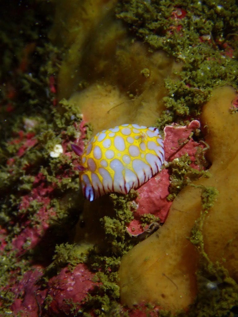 ボブサンウミウシ