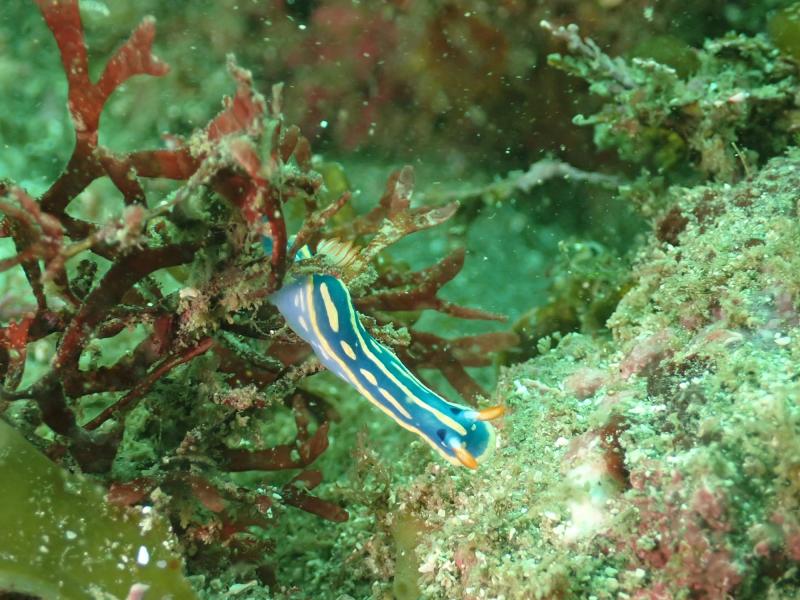 アオウミウシ