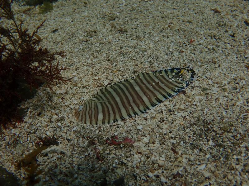 ウシノシタ
