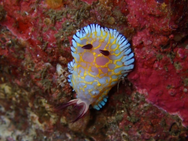 ボブサンウミウシ発見！！