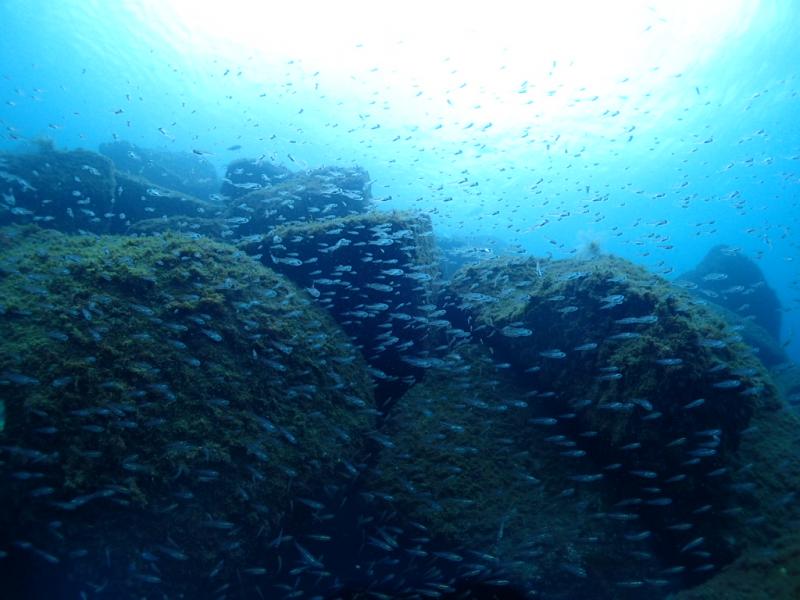 透明な魚の群れ