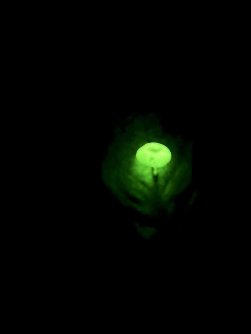 念願のグリーンペペ（夜光茸）