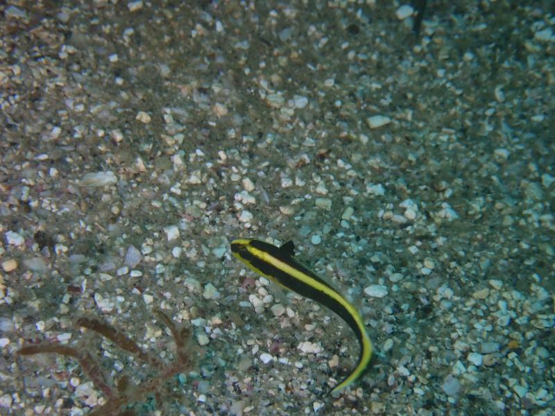 コロダイ幼魚