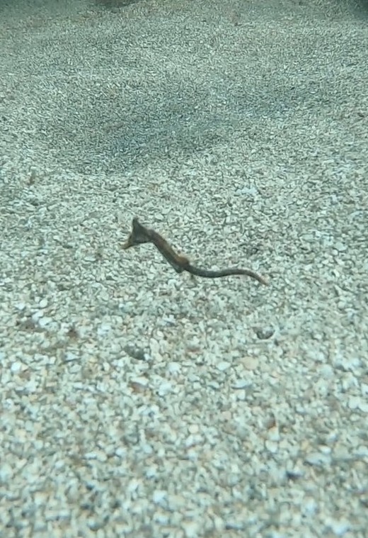 タツノオトシゴ
