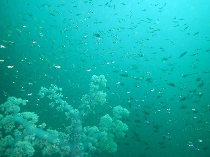 魚が大量～！！