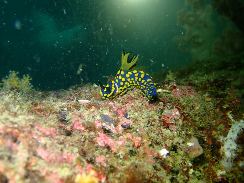 サガミリュウグウウミウシ