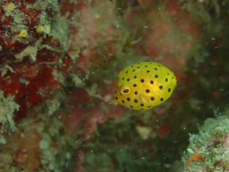 ハコフグの幼魚かわいい～