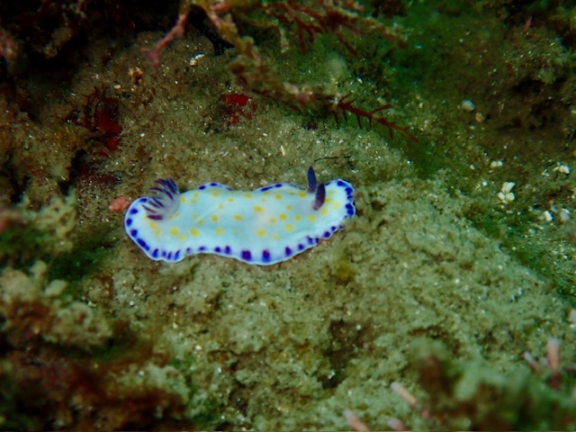 コモンウミウシ