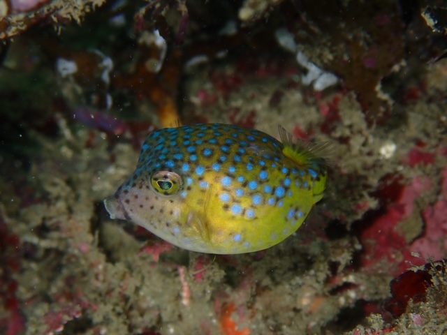 ハコフグ幼魚