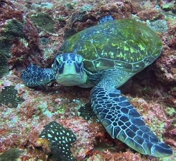ウミガメ