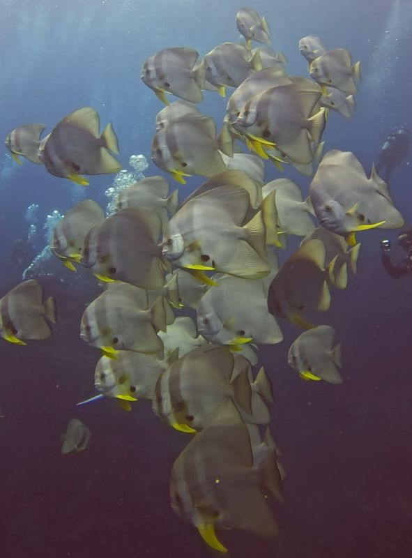 ツバメウオ