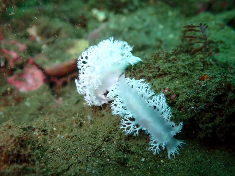 ユビノウハナガサウミウシ