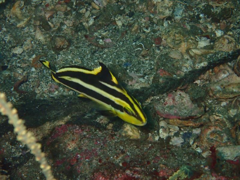 コロダイの幼魚